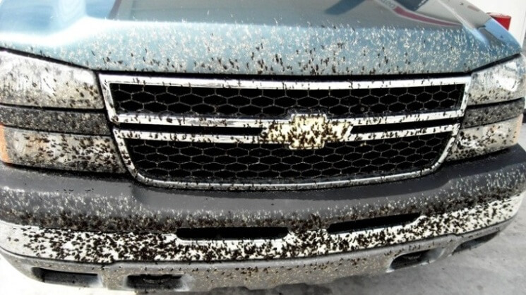 Bodi mobil penuh serangga - bahaya jika dibiarkan